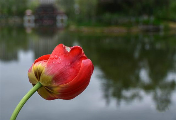 郁金香花卉主题展