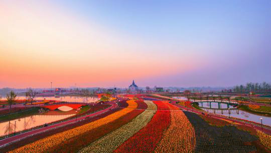 郁金香花海