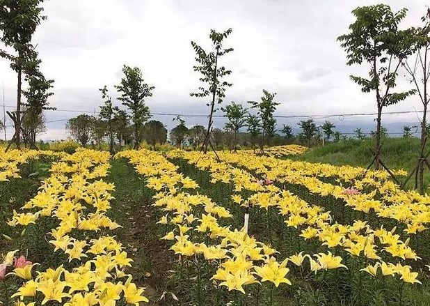 清新可人的百合花