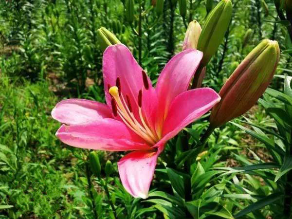 百合花