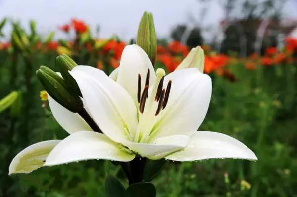 百合花
