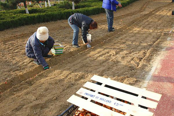 威海南海新区栽种三十万株郁金香