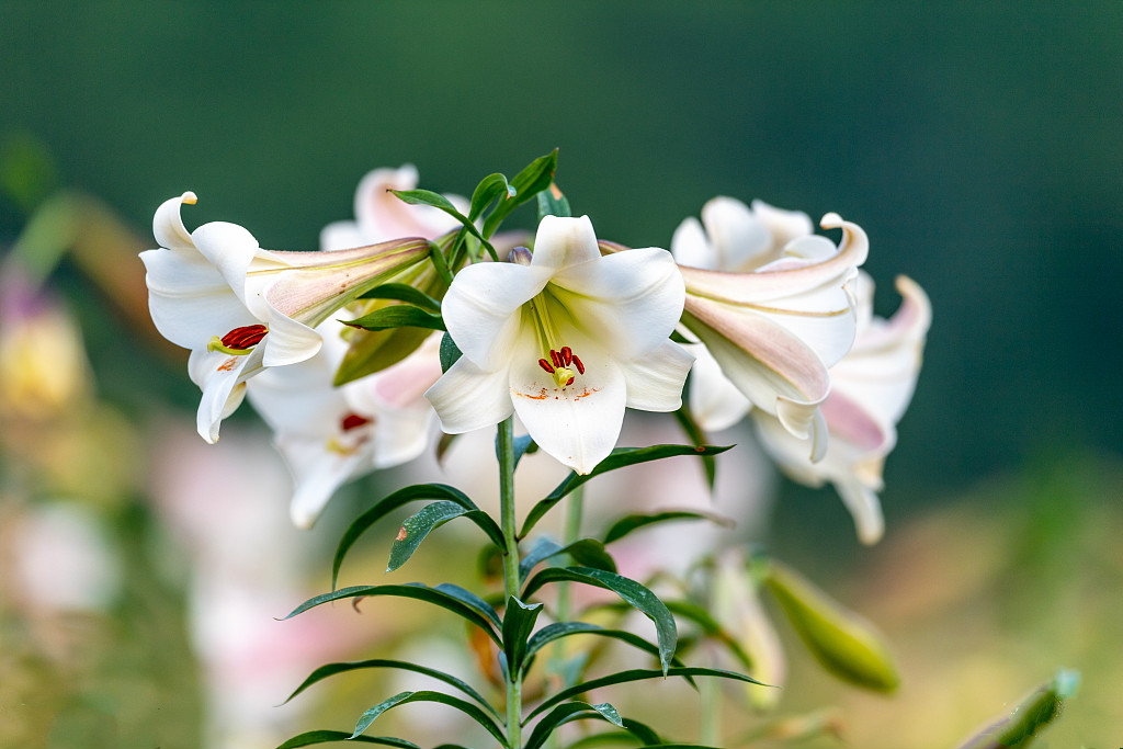 百合花盛开