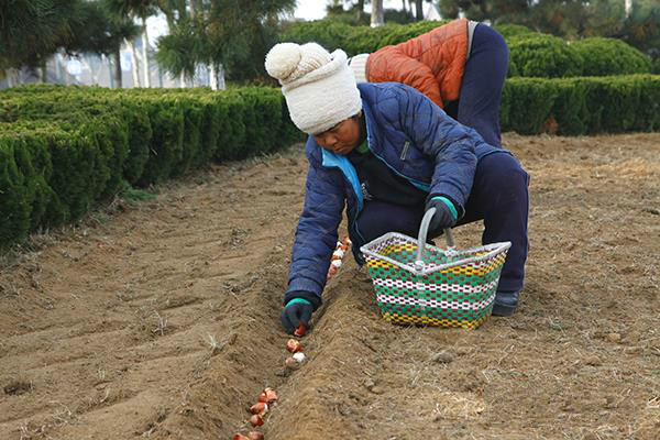 威海南海新区栽种三十万株郁金香