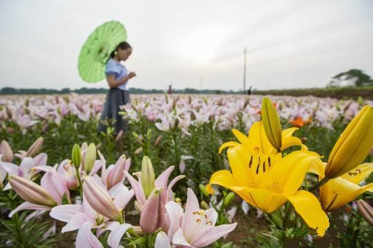 七彩百合花盛放醉游人