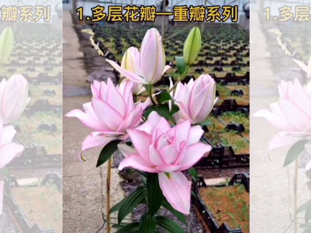 百合品种-阿洛斯卡
