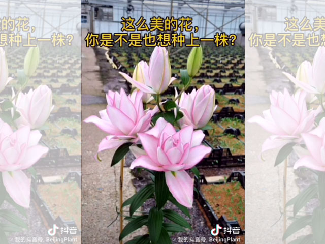 百合品种-阿洛斯卡