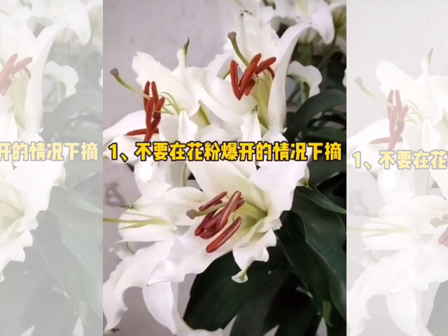 百合花花蕊的处理