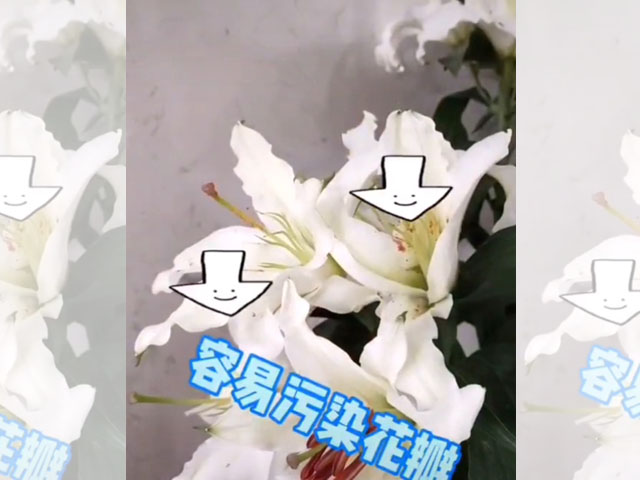 百合花花蕊的处理