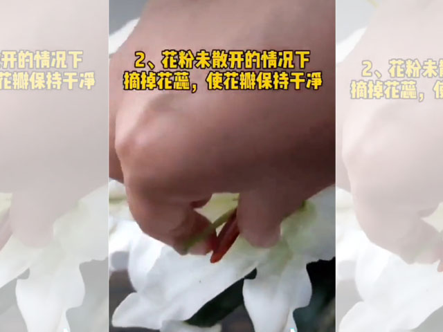 百合花花蕊的处理