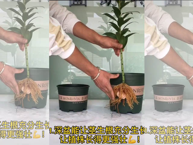 深盆能让茎生根充分生长，让植株长得更强壮