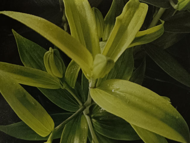 百合叶片黄化及防治方法