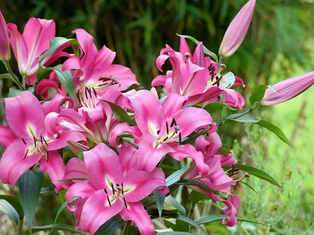 百合叶片黄化及防治方法