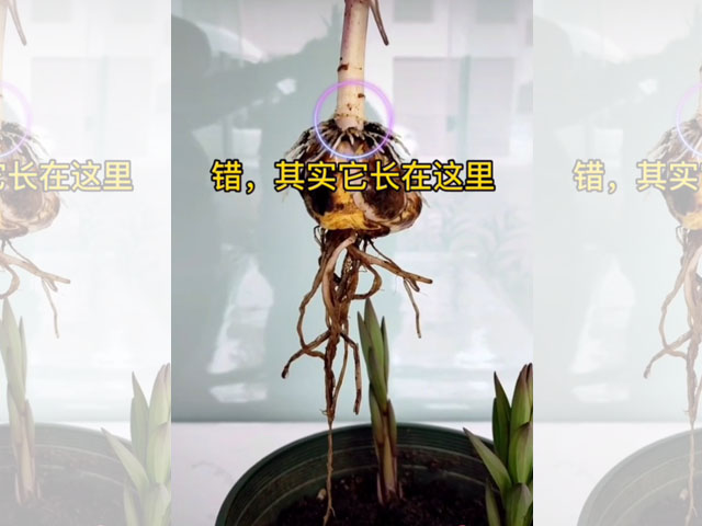 百合植株茎生根