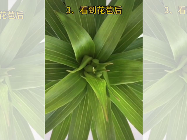 百合施肥管理