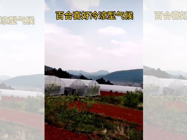 百合喜好冷凉型气候