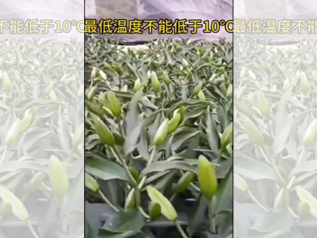 最适合种植百合的温度
