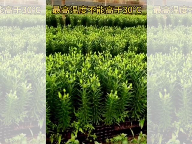 最适合种植百合的温度