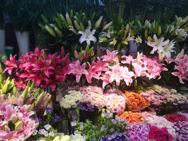百合花种球好看又好养