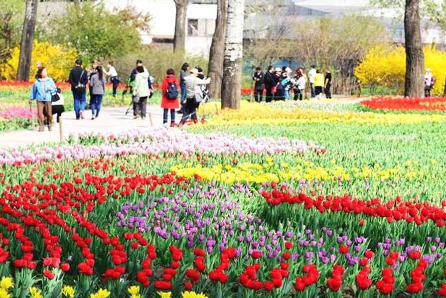 北京植物园郁金香展区