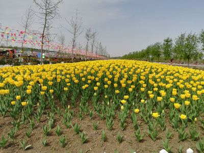 郁金香常规露地栽培技术