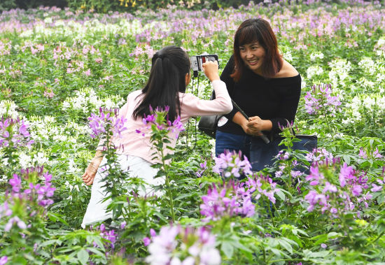 百合花节