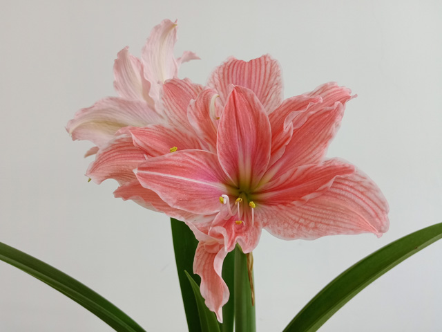 进口朱顶红如此好养，那就养一盆吧