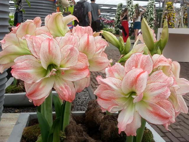 进口朱顶红如此好养，那就养一盆吧