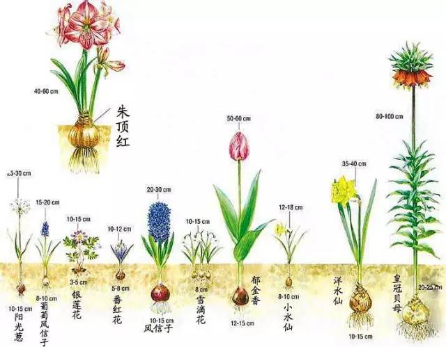 适合新手种植的球根花卉