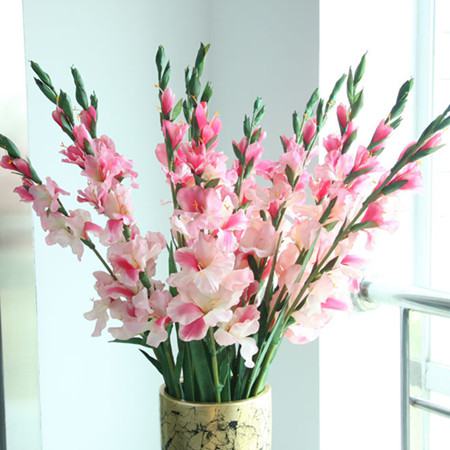 怎样让唐菖蒲可以多开花？