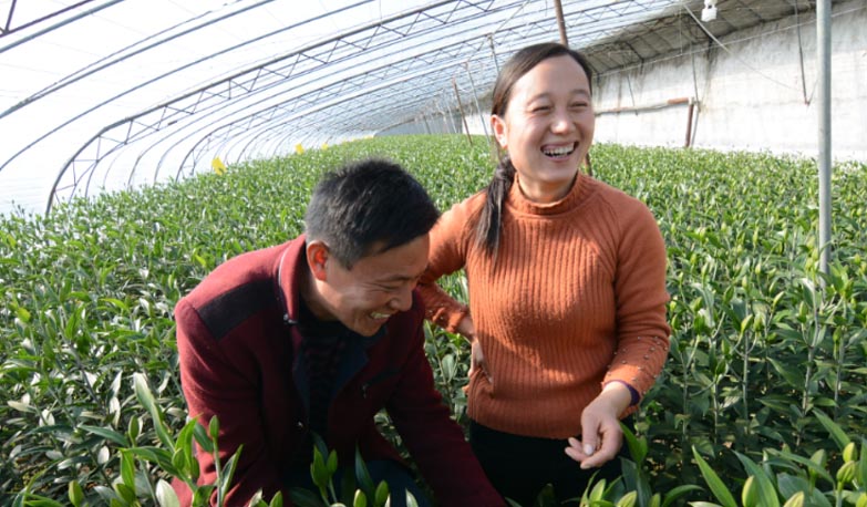 东海大棚百合