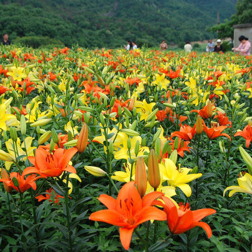 地球根花卉