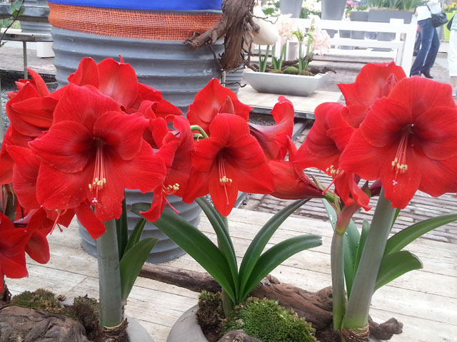 进口朱顶红冬季养殖注意事项