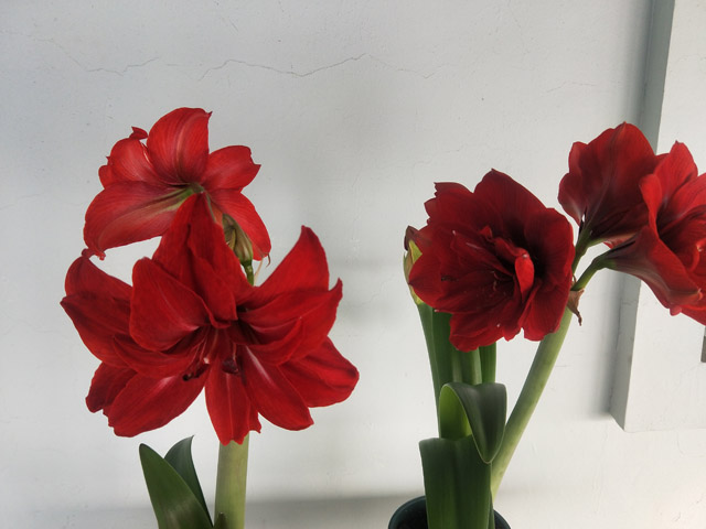 进口朱顶红冬季养殖注意事项