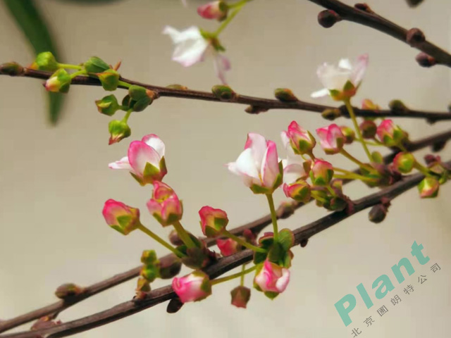 粉色喷雪花好养的花境植物，让你拥有仙境般的生活