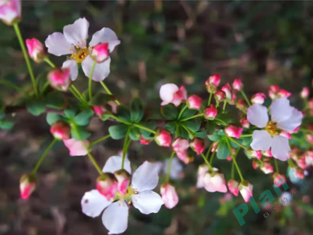 粉色喷雪花好养的花境植物，让你拥有仙境般的生活