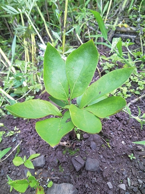 航天芍药助推生态产业