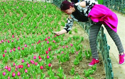 郁金香祖籍青藏高原