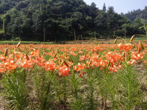 百合花照红西沟大地