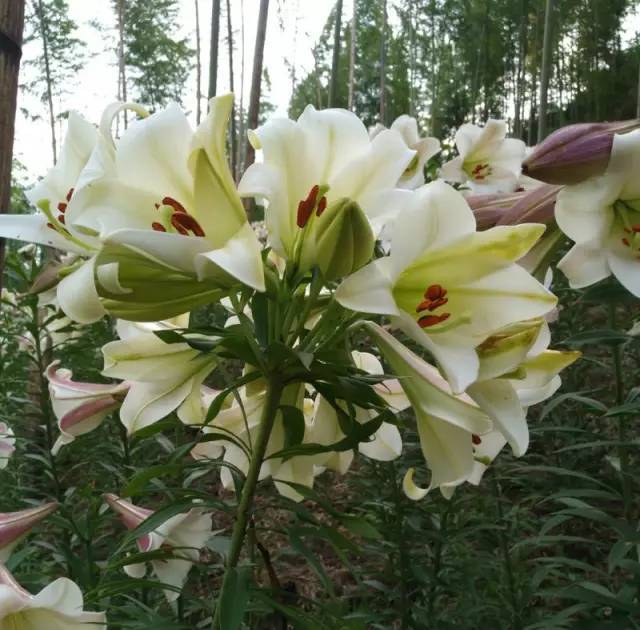 正值开放的海曙百合花海