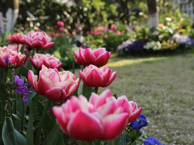 郁金香花种球花后的养护