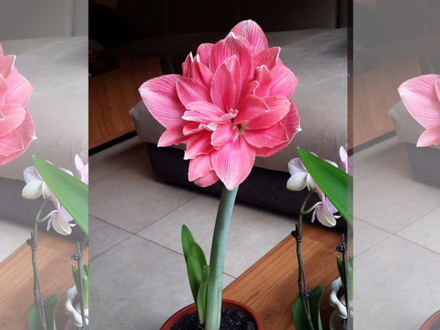 进口朱顶红种球冬季养护技巧