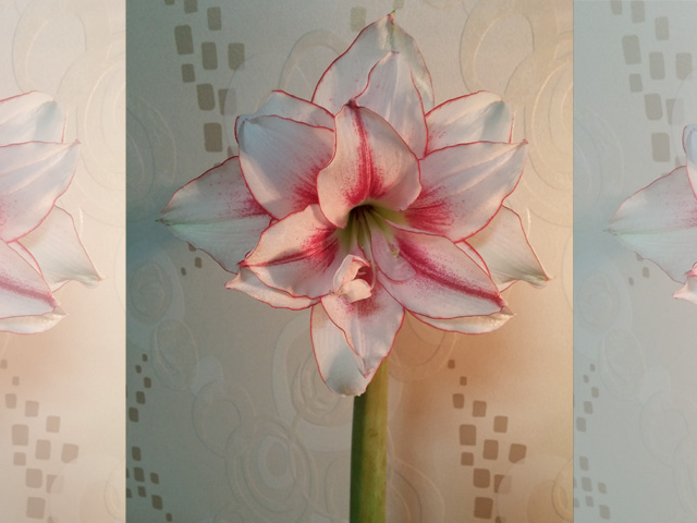 进口朱顶红种球冬季养护技巧