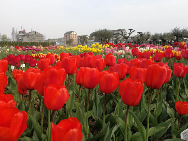 进口郁金香花种球种植应该注意的问题