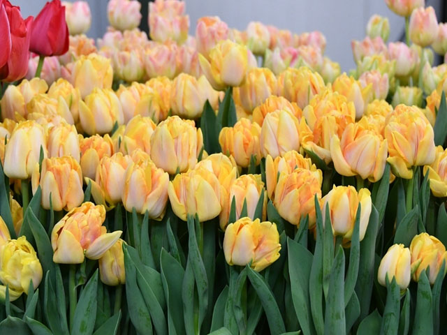 不同颜色的郁金香种球花语分享