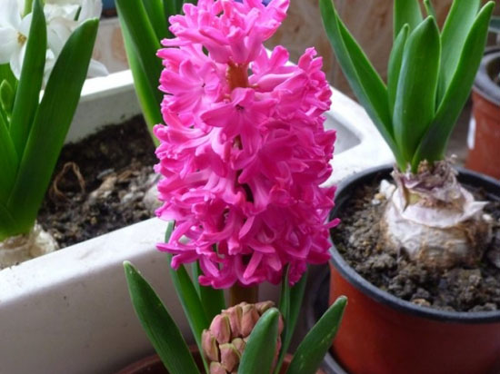 风信子开完花后怎么处理