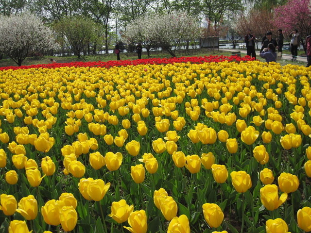 了解了这些，郁金香种球很容易养好哟