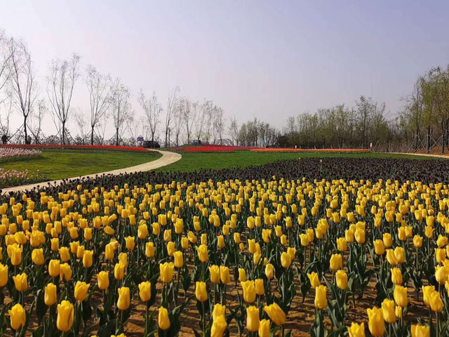 批发郁金香种球注意事项有哪些呢 批发郁金香种球注意事项有哪些呢