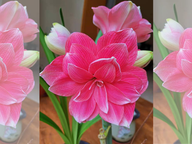 好种的朱顶红种球 好种的朱顶红种球