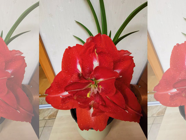 好种的朱顶红种球 好种的朱顶红种球